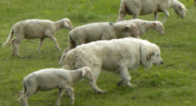 Chiens  de protection de troupeaux