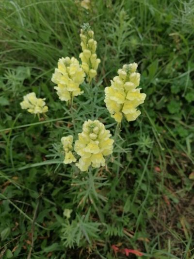 Les Crêtes de Rochefort en Valdaine